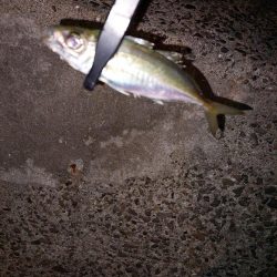 初ベイトフィネスアジング