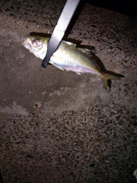 初ベイトフィネスアジング