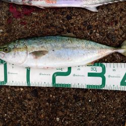 ツバスとサゴシ