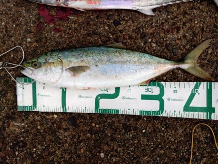 ツバスとサゴシ