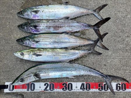 サゴシまわってました