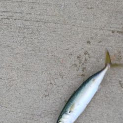 アジ探し@大阪南