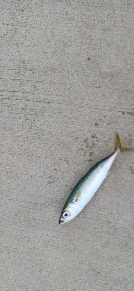 アジ探し@大阪南