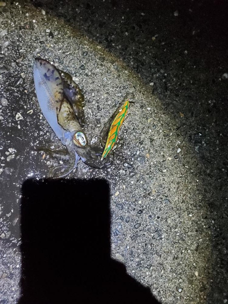 夕マズメすぎたけどエギング