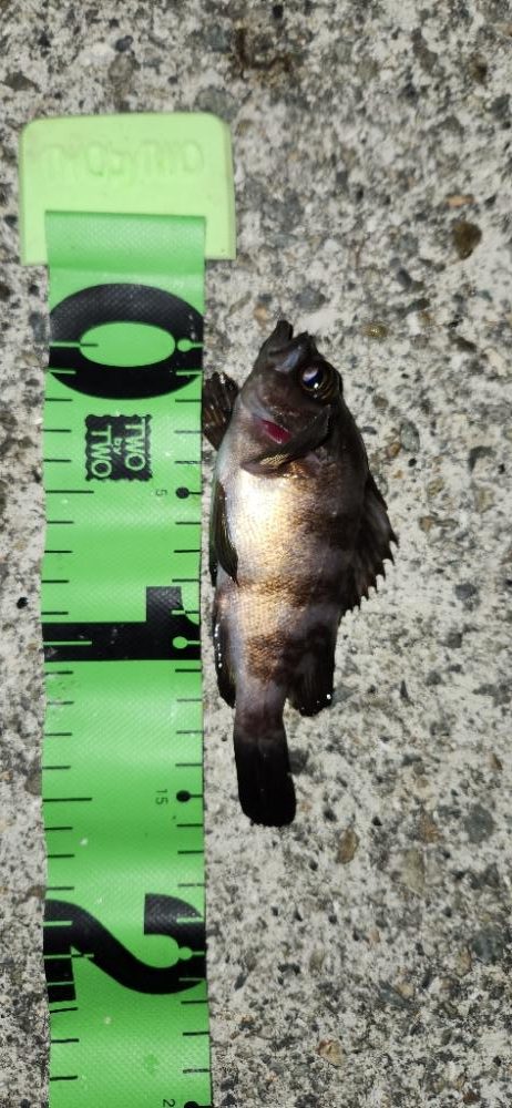 ライトフィッシングは幅広く楽しめる