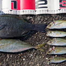 遠投カゴでやっと…