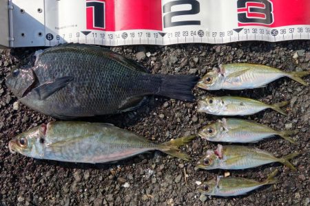 遠投カゴでやっと…