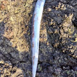 ロックフイッシュ＆シーバス