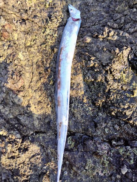 ロックフイッシュ＆シーバス