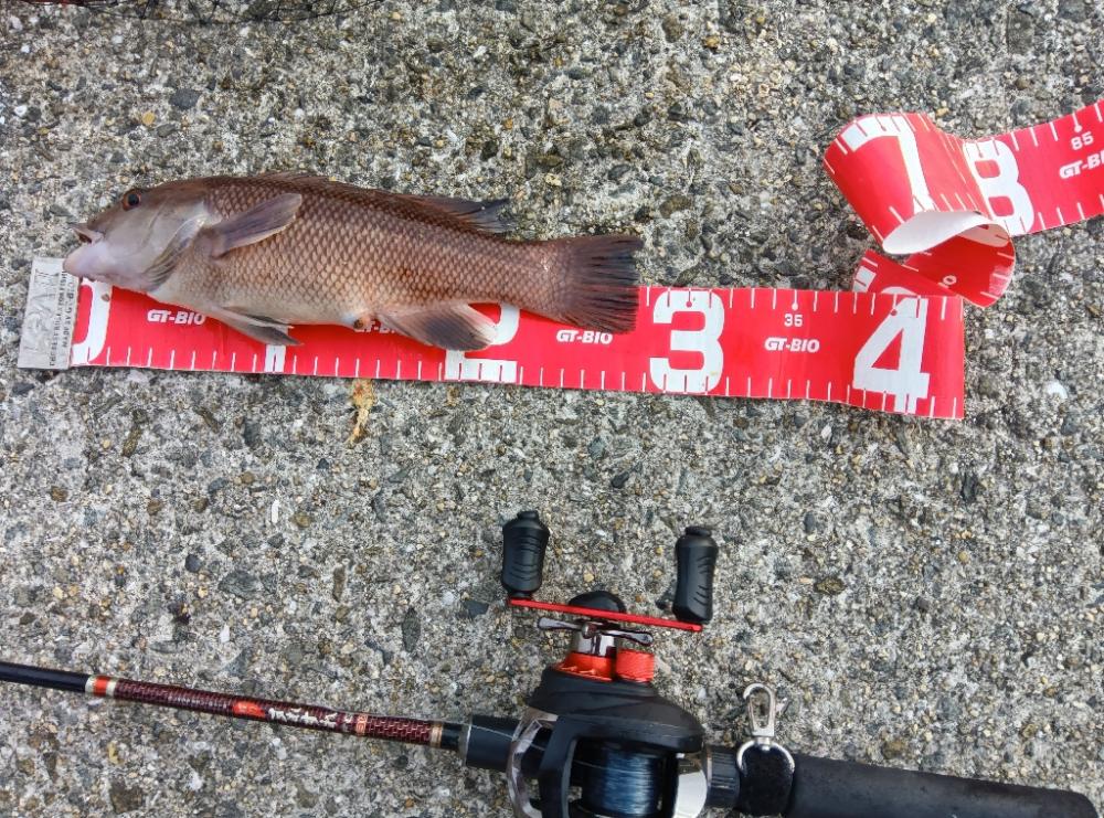 コブダイ釣りと五目釣り