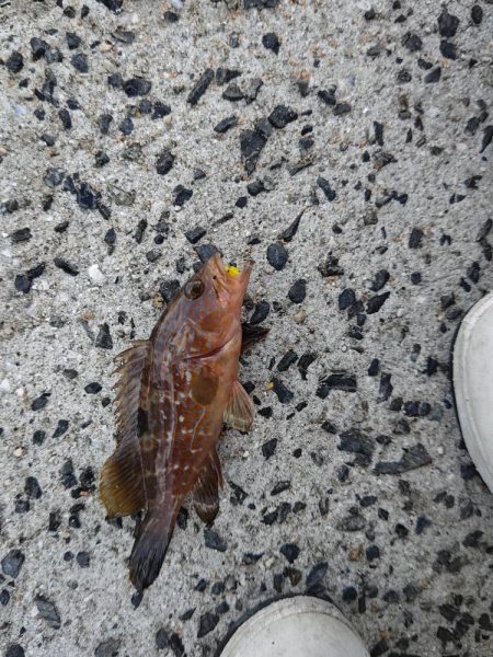 急遽休みになったので。