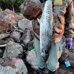 青物＆シーバス