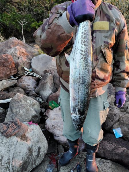 青物＆シーバス