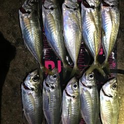 淡路島アジング