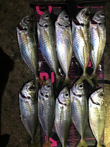 淡路島アジング