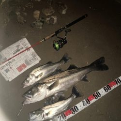 落ち鮎ラストパターンやな