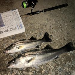 ががっときました。