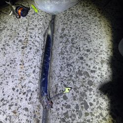 周りは釣れてるけども