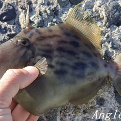 潮が動かず大苦戦