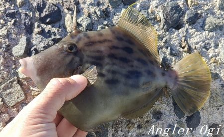 潮が動かず大苦戦
