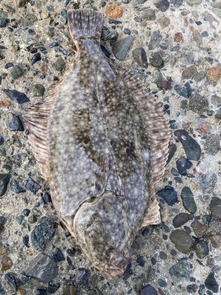 ざぶとんイシガレイ！