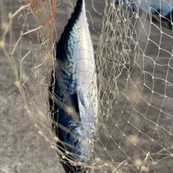 神之浦港でジギング