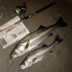 小型でしたがなんとか2本