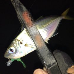 爆風のもとでの短時間釣行