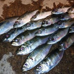 近所でアジング