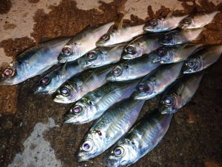 近所でアジング