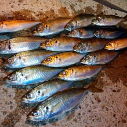 今夜のアジング