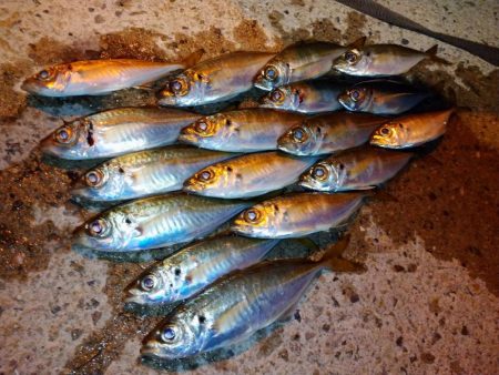 今夜のアジング