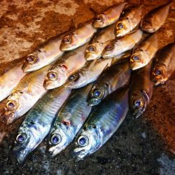 漁港でアジング