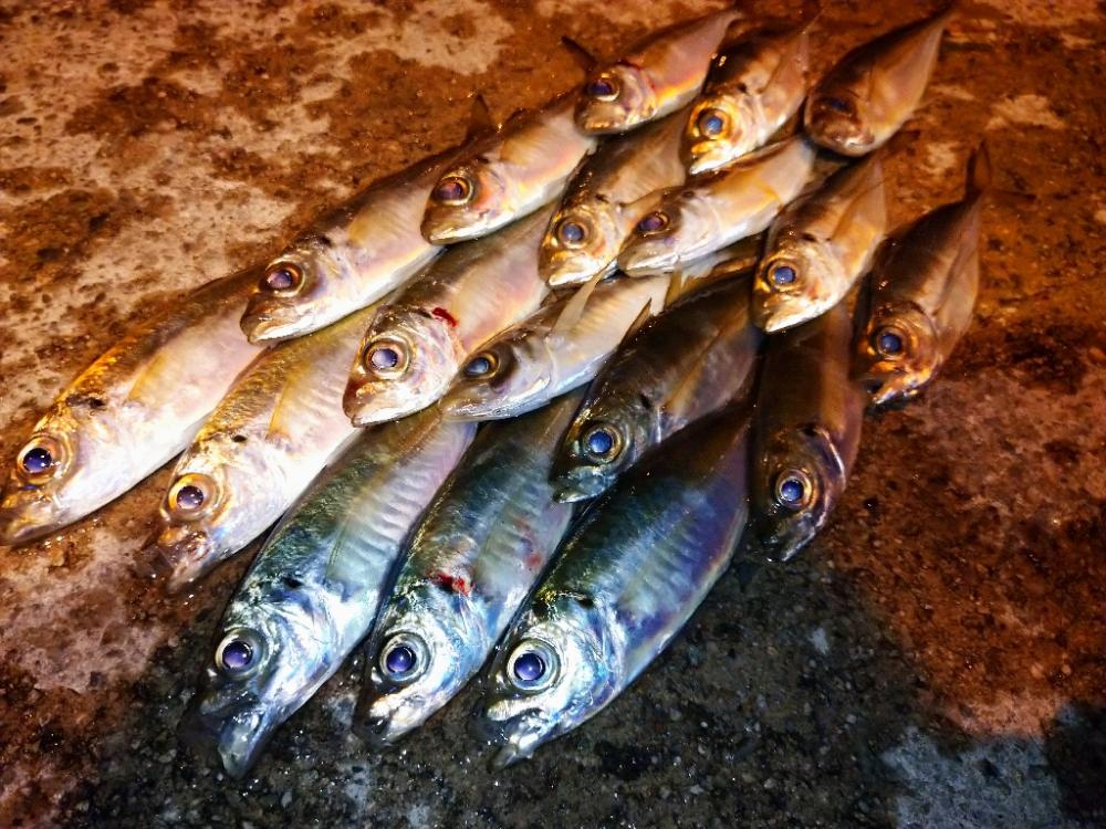 漁港でアジング