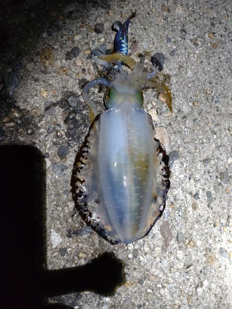 アオリイカ２杯！