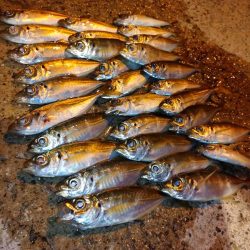 今夜もアジング😋