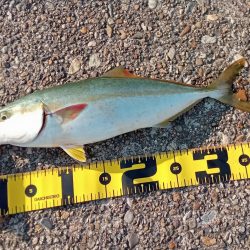 播磨新島の飲ませ釣り