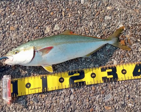 播磨新島の飲ませ釣り