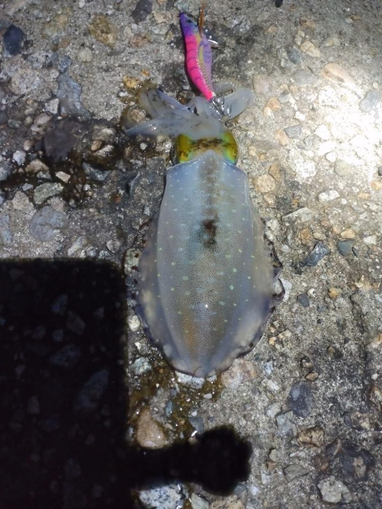 夕マズメにアオリイカ1杯!バラシ1…