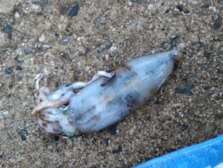 アオリイカ１杯！　アジ多数！