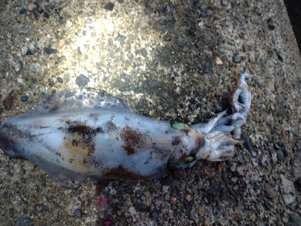 アオリイカ１杯！