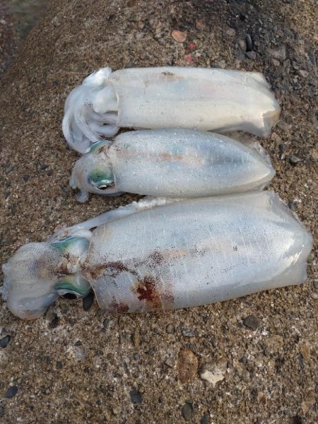 アオリイカ3杯＋２杯！