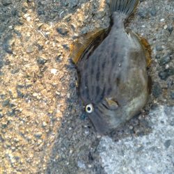 カワハギが釣りたくて