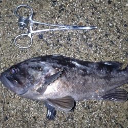 土砂降り五目釣り