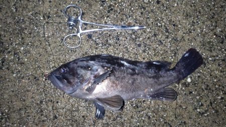 土砂降り五目釣り