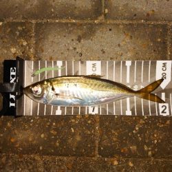 おぉ～渋いんかぁー