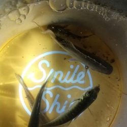 コモノ釣り楽し