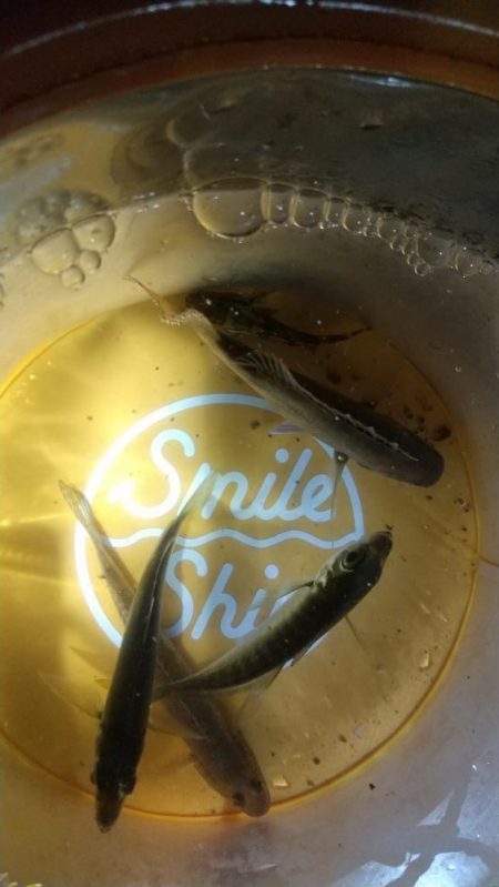 コモノ釣り楽し