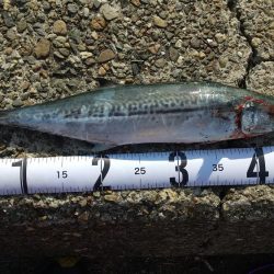 サゴシが釣れてると言うことで!