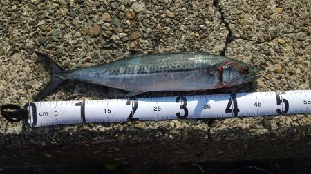 サゴシが釣れてると言うことで!